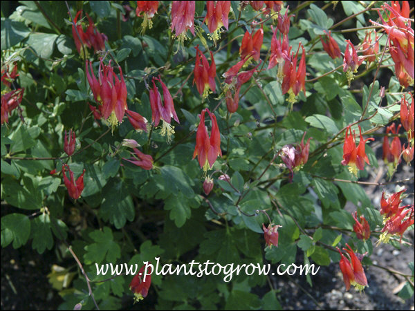 The flowers of "Little Lanterns" seem to be smaller and more prolific that the species plant.